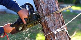 Best Storm Damage Tree Cleanup  in Maltby, WA